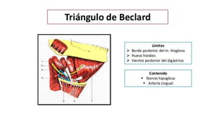 Trauma de Cuello - Anatomía de Cuello - Anatomia de Cuello