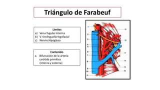 Trauma de Cuello - Anatomía de Cuello - Anatomia de Cuello
