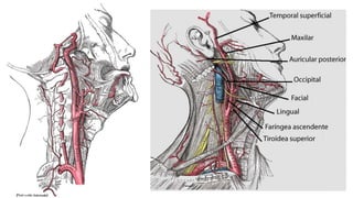 Trauma de Cuello - Anatomía de Cuello - Anatomia de Cuello