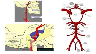Trauma de Cuello - Anatomía de Cuello - Anatomia de Cuello