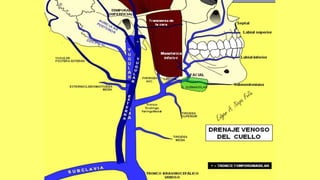 Trauma de Cuello - Anatomía de Cuello - Anatomia de Cuello