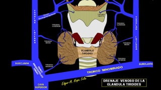 Trauma de Cuello - Anatomía de Cuello - Anatomia de Cuello