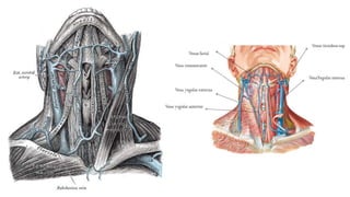 Trauma de Cuello - Anatomía de Cuello - Anatomia de Cuello