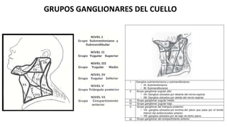 GRUPOS GANGLIONARES DEL CUELLO
 