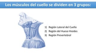 Los músculos del cuello se dividen en 3 grupos:
1) Región Lateral del Cuello
2) Región del Hueso Hioides
3) Región Prevertebral
 