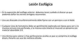 Lesión Esofágica
• En la exposición del esófago anterior debemos tener cuidado al disecar ya que
podemos dañar los nervios laríngeos recurrentes
• Una vez disecado circunferencialmente debe fijarse con un penrose o con el dedo
• Cualquier área de hematoma debe ser gentilmente explorada con tijeras para veri si la
mucosa cercana esta perforada, si la mucosa esta intacta el musculo se aproxima con
material absorbible 3-0
• Una técnica para valorar si hay perforaciones ocultas es que se comprima el esófago
distal y llenarlo con azul de metileno diluido.
 