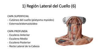 1) Región Lateral del Cuello (6)
CAPA SUPERFICIAL
- Cutáneo del cuello (platysma myoides)
- Esternocleidomastoideo
CAPA PROFUNDA
- Escaleno Anterior
- Escaleno Medio
- Escaleno Posterior
- Recto Lateral de la Cabeza
 