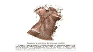 Trauma de Cuello - Anatomía de Cuello - Anatomia de Cuello