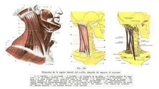 Trauma de Cuello - Anatomía de Cuello - Anatomia de Cuello