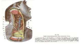 Trauma de Cuello - Anatomía de Cuello - Anatomia de Cuello