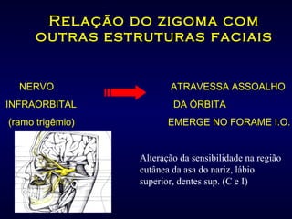 Relação do zigoma com outras estruturas faciais NERVO   ATRAVESSA ASSOALHO INFRAORBITAL   DA ÓRBITA (ramo trigêmio)   EMERGE NO FORAME I.O. Alteração da sensibilidade na região cutânea da asa do nariz, lábio superior, dentes sup. (C e I) 
