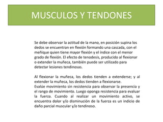 MUSCULOS Y TENDONES
Se debe observar la actitud de la mano, en posición supina los
dedos se encuentran en flexión formando una cascada, con el
meñique quien tiene mayor flexión y el índice con el menor
grado de flexión. El efecto de tenodesis, producido al flexionar
o extender la muñeca, también puede ser utilizado para
detectar lesiones tendinosas.
Al flexionar la muñeca, los dedos tienden a extenderse; y al
extender la muñeca, los dedos tienden a flexionarse.
Evalúe movimiento sin resistencia para observar la presencia y
el rango de movimiento. Luego oponga resistencia para evaluar
la fuerza. Cuando al realizar un movimiento activo, se
encuentra dolor y/o disminución de la fuerza es un indicio de
daño parcial muscular y/o tendinoso.
 