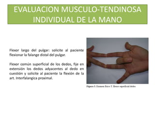 EVALUACION MUSCULO-TENDINOSA
INDIVIDUAL DE LA MANO
Flexor largo del pulgar: solicite al paciente
flexionar la falange distal del pulgar.
Flexor común superficial de los dedos, fije en
extensión los dedos adyacentes al dedo en
cuestión y solicite al paciente la flexión de la
art. Interfalangica proximal.
 