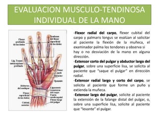 -Flexor radial del carpo, flexor cubital del
carpo y palmaris longus se evalúan al solicitar
al paciente la flexión de la muñeca, el
examinador palma los tendones y observa si
hay o no desviación de la mano en alguna
dirección.
-Extensor corto del pulgar y abductor largo del
pulgar, sobre una superficie lisa, se solicita al
paciente que “saque el pulgar” en dirección
radial.
-Extensor radial largo y corto del carpo, se
solicita al paciente que forme un puño y
extienda la muñeca.
-Extensor largo del pulgar, solicite al paciente
la extensión de la falange distal del pulgar, o,
sobre una superficie lisa, solicite al paciente
que “levante” el pulgar.
EVALUACION MUSCULO-TENDINOSA
INDIVIDUAL DE LA MANO
 