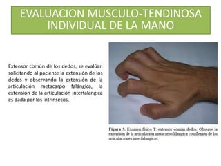 EVALUACION MUSCULO-TENDINOSA
INDIVIDUAL DE LA MANO
Extensor común de los dedos, se evalúan
solicitando al paciente la extensión de los
dedos y observando la extensión de la
articulación metacarpo falángica, la
extensión de la articulación interfalangica
es dada por los intrínsecos.
 