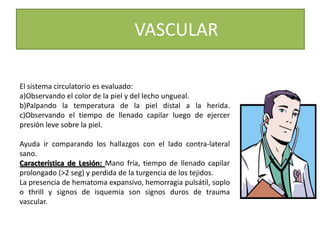 VASCULAR
El sistema circulatorio es evaluado:
a)Observando el color de la piel y del lecho ungueal.
b)Palpando la temperatura de la piel distal a la herida.
c)Observando el tiempo de llenado capilar luego de ejercer
presión leve sobre la piel.
Ayuda ir comparando los hallazgos con el lado contra-lateral
sano.
Característica de Lesión: Mano fría, tiempo de llenado capilar
prolongado (>2 seg) y perdida de la turgencia de los tejidos.
La presencia de hematoma expansivo, hemorragia pulsátil, soplo
o thrill y signos de isquemia son signos duros de trauma
vascular.
 
