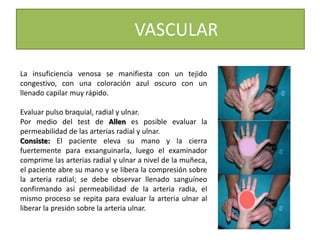 La insuficiencia venosa se manifiesta con un tejido
congestivo, con una coloración azul oscuro con un
llenado capilar muy rápido.
Evaluar pulso braquial, radial y ulnar.
Por medio del test de Allen es posible evaluar la
permeabilidad de las arterias radial y ulnar.
Consiste: El paciente eleva su mano y la cierra
fuertemente para exsanguinarla, luego el examinador
comprime las arterias radial y ulnar a nivel de la muñeca,
el paciente abre su mano y se libera la compresión sobre
la arteria radial; se debe observar llenado sanguíneo
confirmando así permeabilidad de la arteria radia, el
mismo proceso se repita para evaluar la arteria ulnar al
liberar la presión sobre la arteria ulnar.
VASCULAR
 