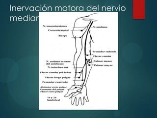 Inervación motora del nervio
mediano
 