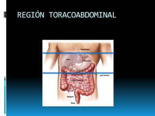 REGIÓN TORACOABDOMINAL