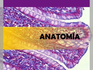 ANATOMÍA
 