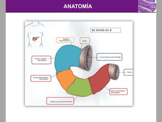 ANATOMÍA
 