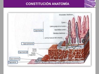CONSTITUCIÓN ANATOMÍA
 