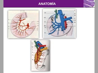 ANATOMÍA
 