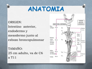ANATOMIA
ORIGEN:
Intestino anterior,
endodermo y
mesodermo junto al
esbozo broncopulmonar
TAMAÑO:
25 cm adulto, va de C6
a T11
 