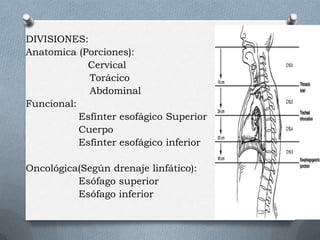 DIVISIONES:
Anatomica (Porciones):
Cervical
Torácico
Abdominal
Funcional:
Esfínter esofágico Superior
Cuerpo
Esfínter esofágico inferior
Oncológica(Según drenaje linfático):
Esófago superior
Esófago inferior
 