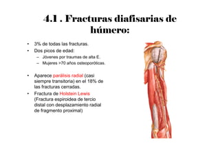 4.1 . Fracturas diafisarias de
húmero:
• 3% de todas las fracturas.
• Dos picos de edad:
– Jóvenes por traumas de alta E.
– Mujeres >70 años osteoporóticas.
• Aparece parálisis radial (casi
siempre transitoria) en el 18% de
las fracturas cerradas.
• Fractura de Holstein Lewis
(Fractura espiroidea de tercio
distal con desplazamiento radial
de fragmento proximal)
 
