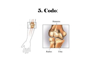5. Codo:
 