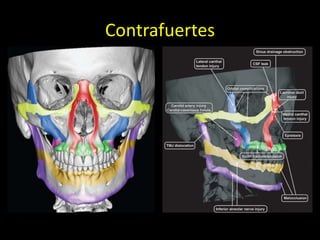 Contrafuertes
• 5 huesos pares y 4 impares
 