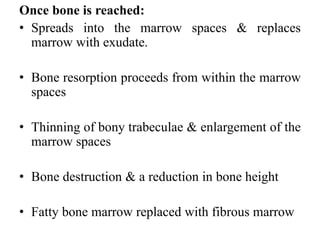 Once bone is reached:
• Spreads into the marrow spaces & replaces
marrow with exudate.
• Bone resorption proceeds from within the marrow
spaces
• Thinning of bony trabeculae & enlargement of the
marrow spaces
• Bone destruction & a reduction in bone height
• Fatty bone marrow replaced with fibrous marrow
 