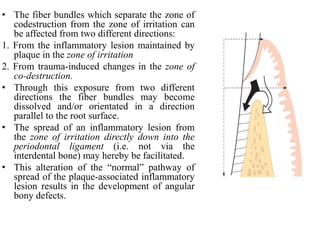 • The fiber bundles which separate the zone of
codestruction from the zone of irritation can
be affected from two different directions:
1. From the inflammatory lesion maintained by
plaque in the zone of irritation
2. From trauma-induced changes in the zone of
co-destruction.
• Through this exposure from two different
directions the fiber bundles may become
dissolved and/or orientated in a direction
parallel to the root surface.
• The spread of an inflammatory lesion from
the zone of irritation directly down into the
periodontal ligament (i.e. not via the
interdental bone) may hereby be facilitated.
• This alteration of the “normal” pathway of
spread of the plaque-associated inflammatory
lesion results in the development of angular
bony defects.
 