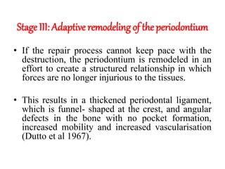 Stage III: Adaptive remodeling of the periodontium
• If the repair process cannot keep pace with the
destruction, the periodontium is remodeled in an
effort to create a structured relationship in which
forces are no longer injurious to the tissues.
• This results in a thickened periodontal ligament,
which is funnel- shaped at the crest, and angular
defects in the bone with no pocket formation,
increased mobility and increased vascularisation
(Dutto et al 1967).
 