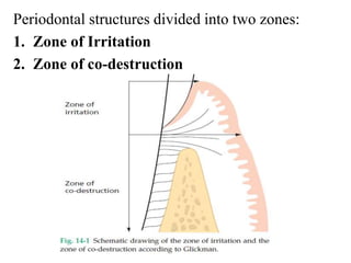 Periodontal structures divided into two zones:
1. Zone of Irritation
2. Zone of co-destruction
 