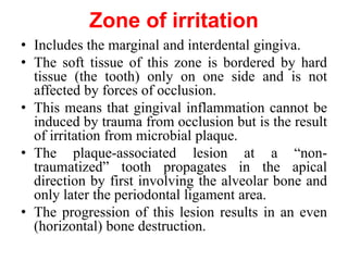 Zone of irritation
• Includes the marginal and interdental gingiva.
• The soft tissue of this zone is bordered by hard
tissue (the tooth) only on one side and is not
affected by forces of occlusion.
• This means that gingival inflammation cannot be
induced by trauma from occlusion but is the result
of irritation from microbial plaque.
• The plaque-associated lesion at a “non-
traumatized” tooth propagates in the apical
direction by first involving the alveolar bone and
only later the periodontal ligament area.
• The progression of this lesion results in an even
(horizontal) bone destruction.
 