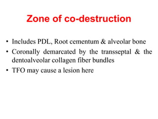 Zone of co-destruction
• Includes PDL, Root cementum & alveolar bone
• Coronally demarcated by the transseptal & the
dentoalveolar collagen fiber bundles
• TFO may cause a lesion here
 