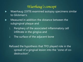 Waerhaug’s concept
 Waerhaug (1979) examined autopsy specimens similar
to Glickman’s.
 Measured in addition the distance between the
subgingival plaque and
1. Periphery of the associated inflammatory cell
infiltrate in the gingiva and
2. The surface of the adjacent bone
Refused the hypothesis that TFO played role in the
spread of a gingival lesion into the “zone of co-
destruction”.
 