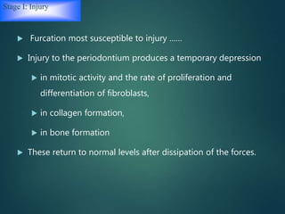 Stage I: Injury
 Furcation most susceptible to injury ……
 Injury to the periodontium produces a temporary depression
 in mitotic activity and the rate of proliferation and
differentiation of fibroblasts,
 in collagen formation,
 in bone formation
 These return to normal levels after dissipation of the forces.
 