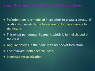 Stage III: Adaptive Remodeling of the Periodontium.
Periodontium is remodeled in an effort to create a structural
relationship in which the forces are no longer injurious to
the tissues.
Thickened periodontal ligament, which is funnel shaped at
the crest
Angular defects in the bone, with no pocket formation.
The involved teeth become loose.
Increased vascularization
 
