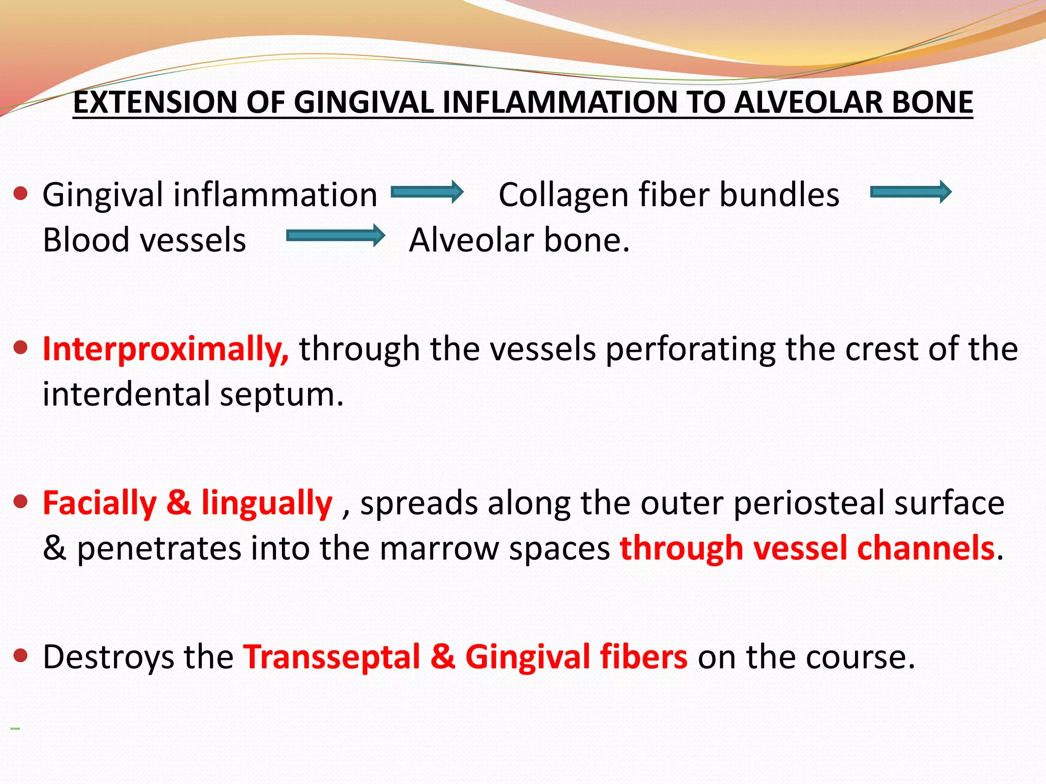 EXTENSION OF GINGIVAL INFLAMMATION TO ALVEOLAR BONE
 Gingival inflammation Collagen fiber bundles
Blood vessels Alveolar bone.
 Interproximally, through the vessels perforating the crest of the
interdental septum.
 Facially & lingually , spreads along the outer periosteal surface
& penetrates into the marrow spaces through vessel channels.
 Destroys the Transseptal & Gingival fibers on the course.
 