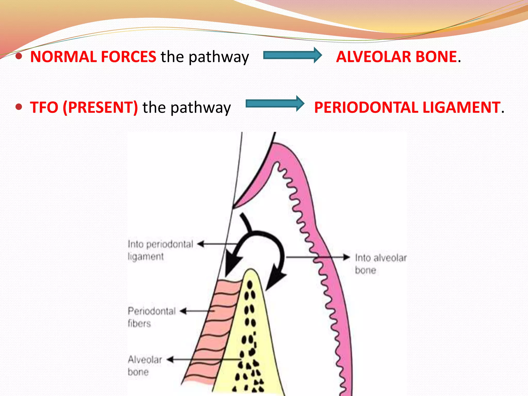  NORMAL FORCES the pathway ALVEOLAR BONE.
 TFO (PRESENT) the pathway PERIODONTAL LIGAMENT.
 