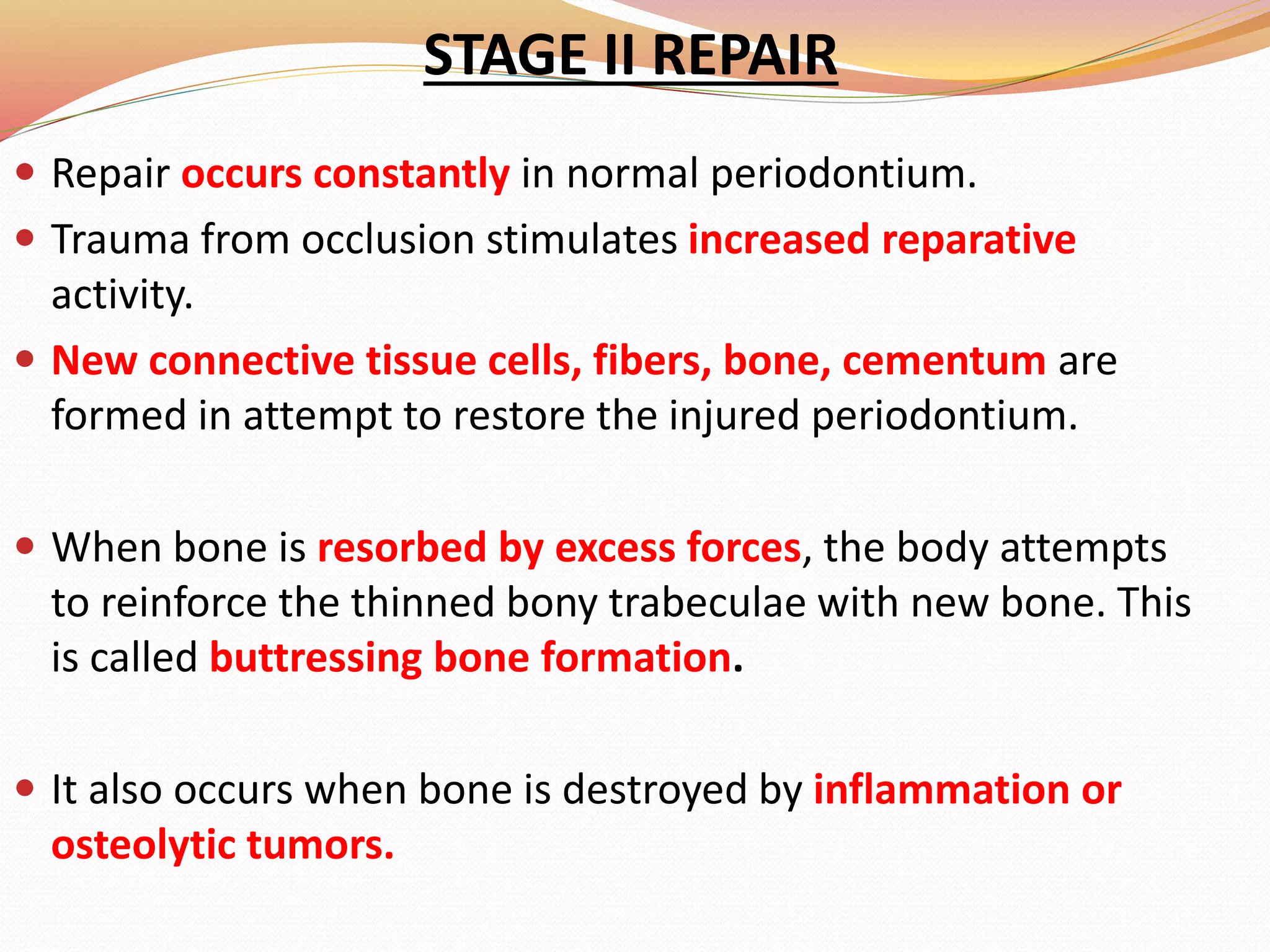 STAGE II REPAIR
 Repair occurs constantly in normal periodontium.
 Trauma from occlusion stimulates increased reparative
activity.
 New connective tissue cells, fibers, bone, cementum are
formed in attempt to restore the injured periodontium.
 When bone is resorbed by excess forces, the body attempts
to reinforce the thinned bony trabeculae with new bone. This
is called buttressing bone formation.
 It also occurs when bone is destroyed by inflammation or
osteolytic tumors.
 