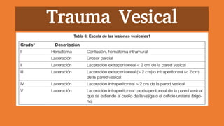 Trauma Vesical
 