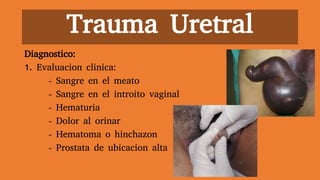 Trauma Uretral
Diagnostico:
1. Evaluacion clinica:
- Sangre en el meato
- Sangre en el introito vaginal
- Hematuria
- Dolor al orinar
- Hematoma o hinchazon
- Prostata de ubicacion alta
 