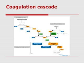 Coagulation cascade
 
