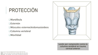 PROTECCIÓN
Mandíbula
Esternón
Músculos esternocleidomastoideos
Columna vertebral
Movilidad
Lesión por compresión contra la
columna vertebral en trauma
cervical anterior
Flint, P. et al. (2021). Cummings. Otolaryngology–head and neck surgery. Estados Unidos: Elsevier
Saunders.
Johnson, JT- & Rosen, CA. (2014). Bailey’s head & neck surgery. Otolaryngology. Estados Unidos: Lippincott Williams
& Wilkins.
Pasha, R & Golub, J. (2018). Otolaryngology – Head and neck surgery. Clinical Reference Guide. Estados Unidos:
 