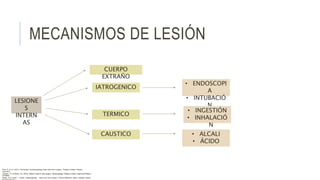 MECANISMOS DE LESIÓN
LESIONE
S
INTERN
AS
CUERPO
EXTRAÑO
IATROGENICO
• ENDOSCOPI
A
• INTUBACIÓ
N
TERMICO
CAUSTICO
• INGESTIÓN
• INHALACIÓ
N
• ALCALI
• ÁCIDO
Flint, P. et al. (2021). Cummings. Otolaryngology–head and neck surgery. Estados Unidos: Elsevier
Saunders.
Johnson, JT- & Rosen, CA. (2014). Bailey’s head & neck surgery. Otolaryngology. Estados Unidos: Lippincott Williams
& Wilkins.
Pasha, R & Golub, J. (2018). Otolaryngology – Head and neck surgery. Clinical Reference Guide. Estados Unidos:
 