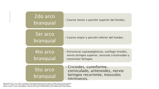 • Cuerno menor y porción superior del hioides.
2do arco
branquial
• Cuerno mayor y porción inferior del hioides.
3er arco
branquial
• Estructuras supraepigloticas, cartílago tiroides,
nervio laríngeo superior, musculo cricotiroideo y
constrictor faríngeo.
4to arco
branquial
6to arco
branquial
• Cricoides, cuneiforme,
corniculado, aritenoides, nervio
laríngeo recurrente, músculos
intrínsecos.
Bibliografía: Flint, P. et al. (2021). Cummings. Otolaryngology–head and neck surgery. Estados Unidos: Elsevier Saunders.
Johnson, JT- & Rosen, CA. (2014). Bailey’s head & neck surgery. Otolaryngology. Estados Unidos: Lippincott Williams & Wilkins.
Pasha, R & Golub, J. (2018). Otolaryngology – Head and neck surgery. Clinical Reference Guide. Estados Unidos: Plural Publishing
 